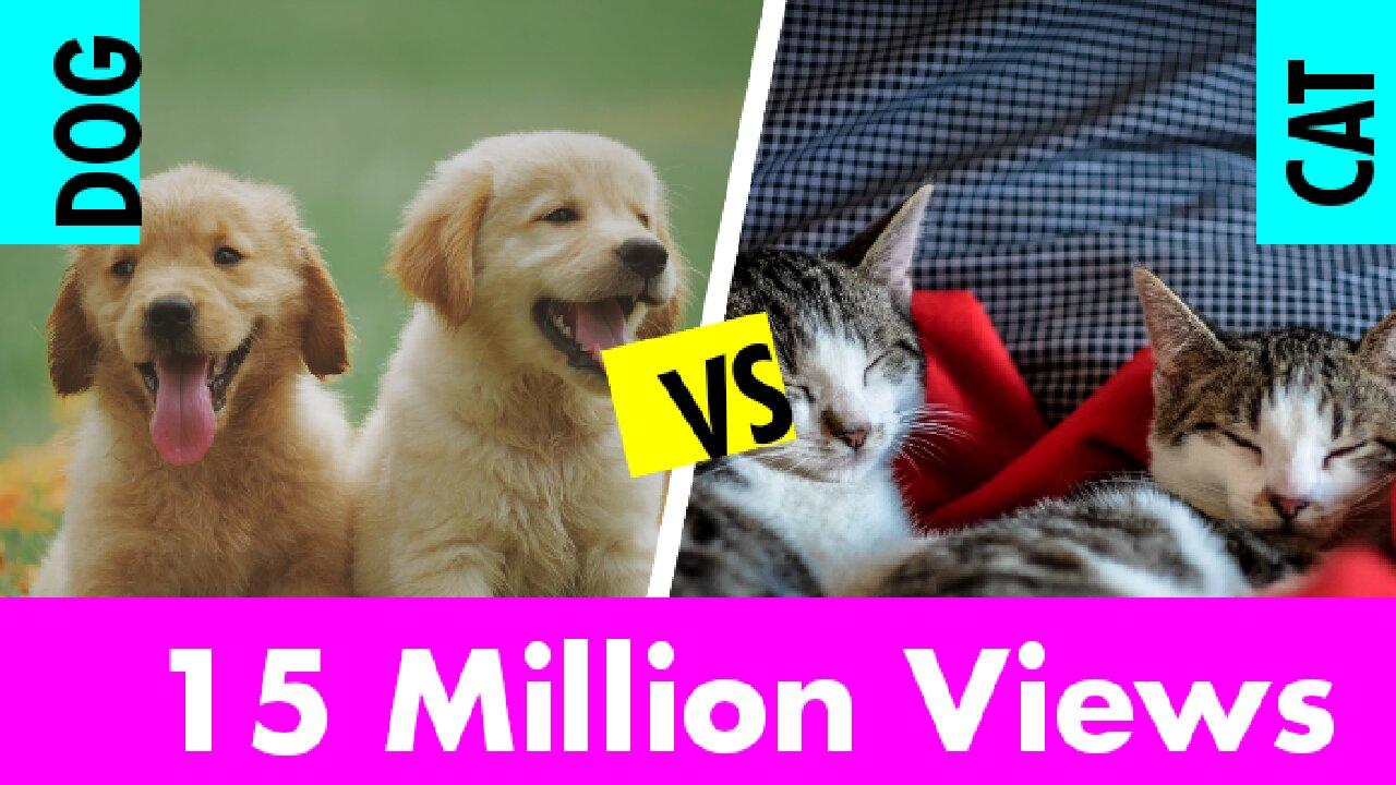 Funny Animal Videos 2023 😂 - Funniest Cats And Dogs Video 🐱🐶