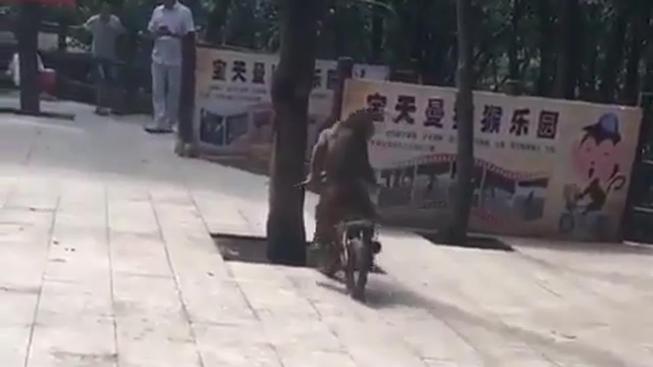 Monkey cycle riding show, Most funny moments in the earth 🤣🤣