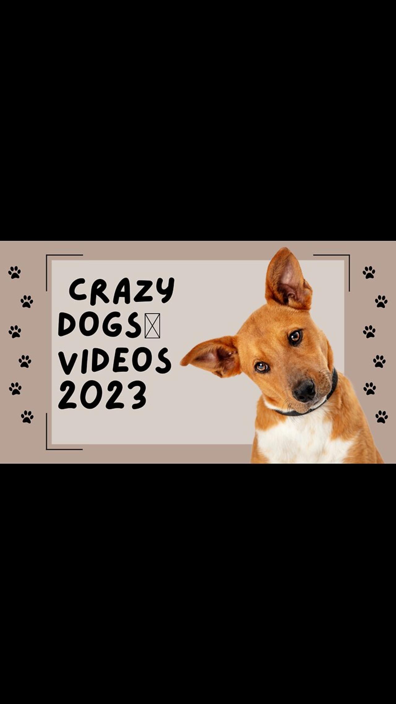 funniest animals videos - and crazy dogs🐶 videos 2023