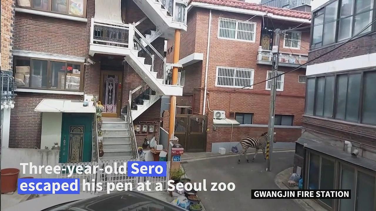Zebra returned to zoo after Seoul escapade