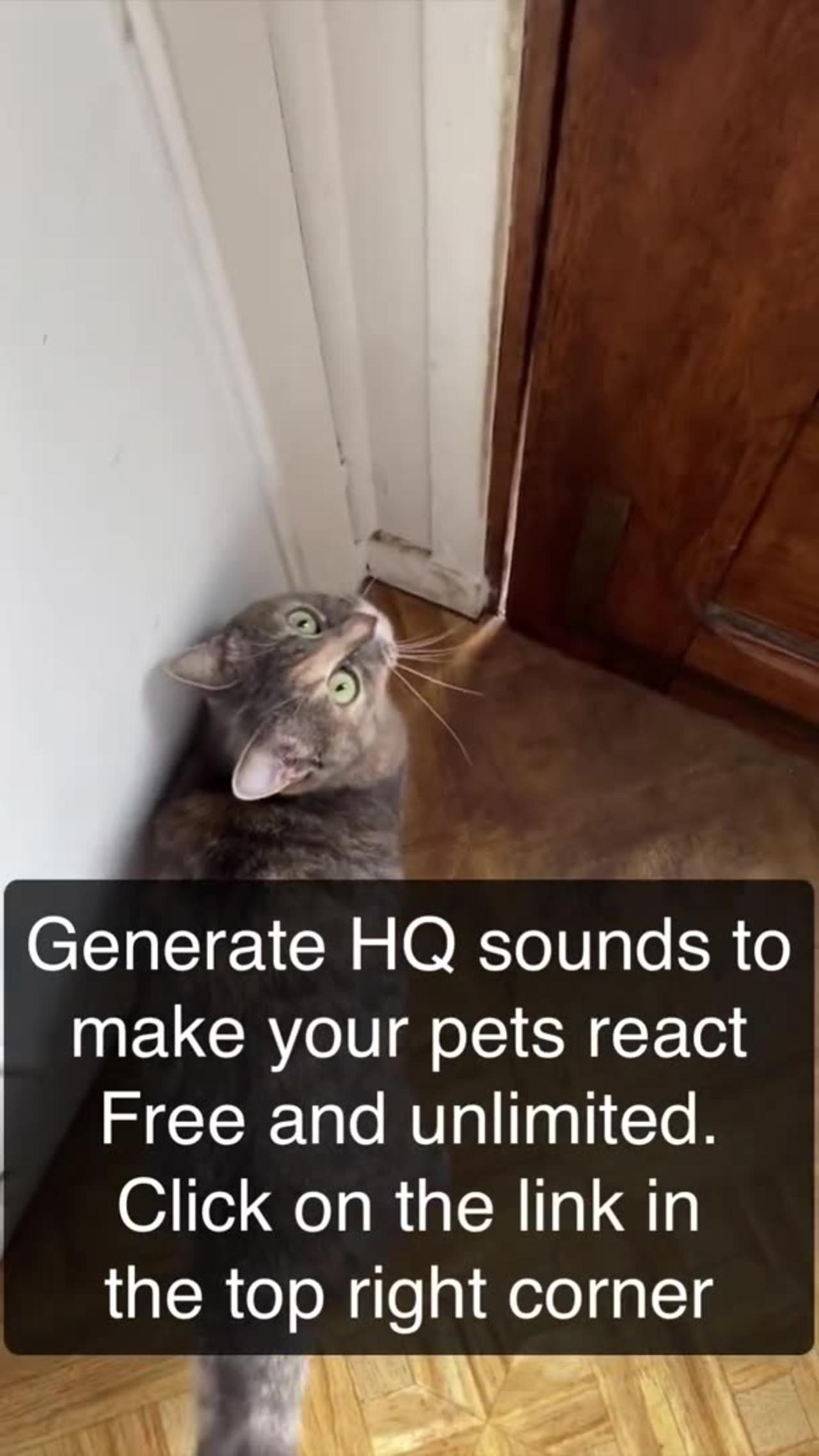 Cat sound