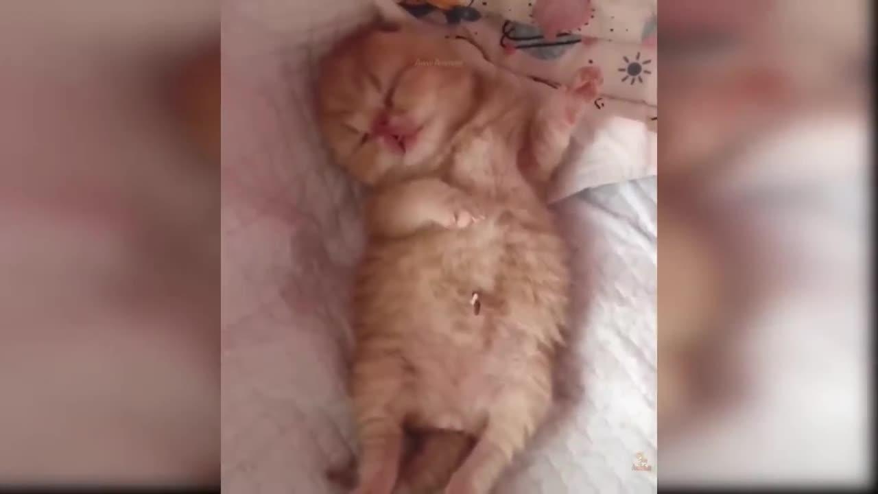 Baby cat, Cute and funny cat videos