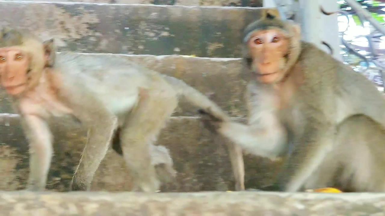 New Funny Videos 20223😂 Cutest animals Doing Funny Things monkey