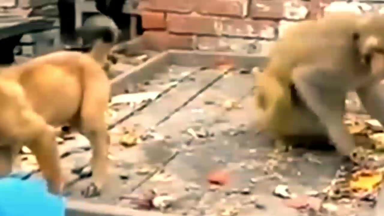 Dog and Monkey funny video