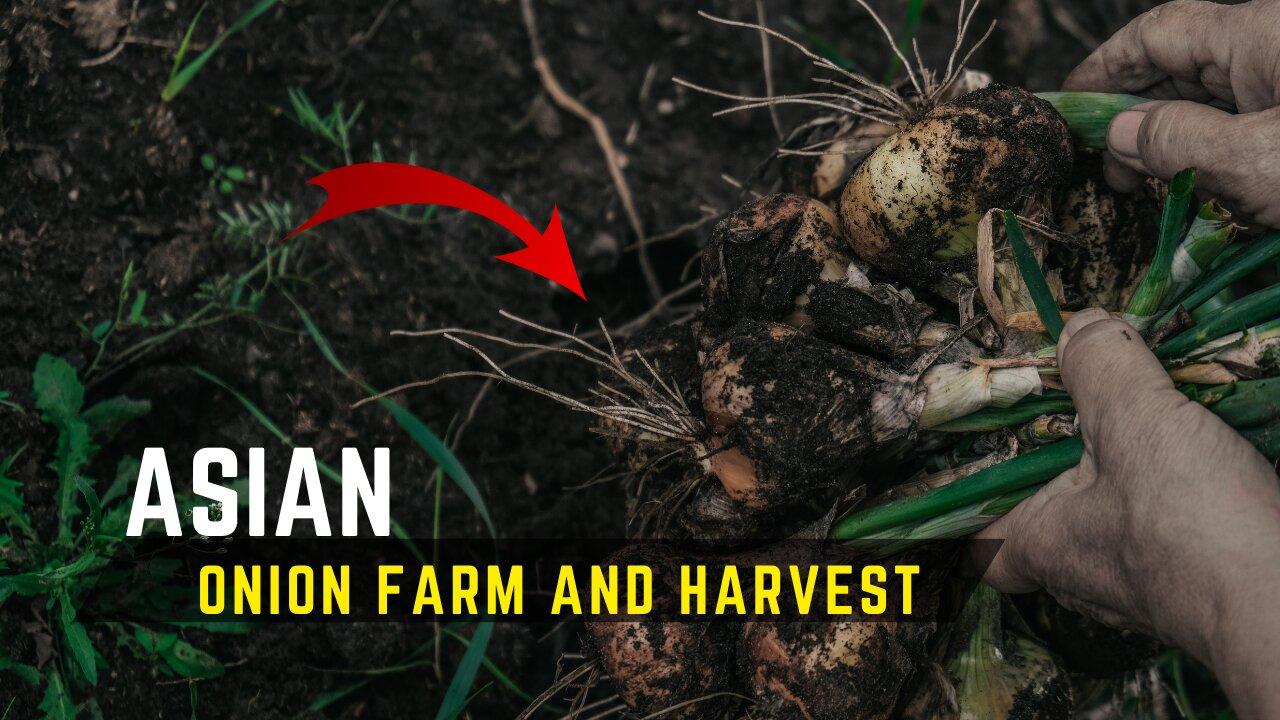 Onion farm and harvest agriculture technology