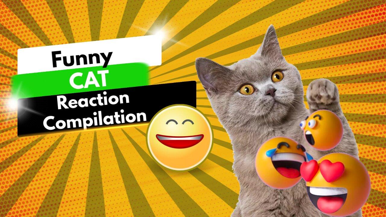 Funny #CAT Cat Reaction Compilation #2023