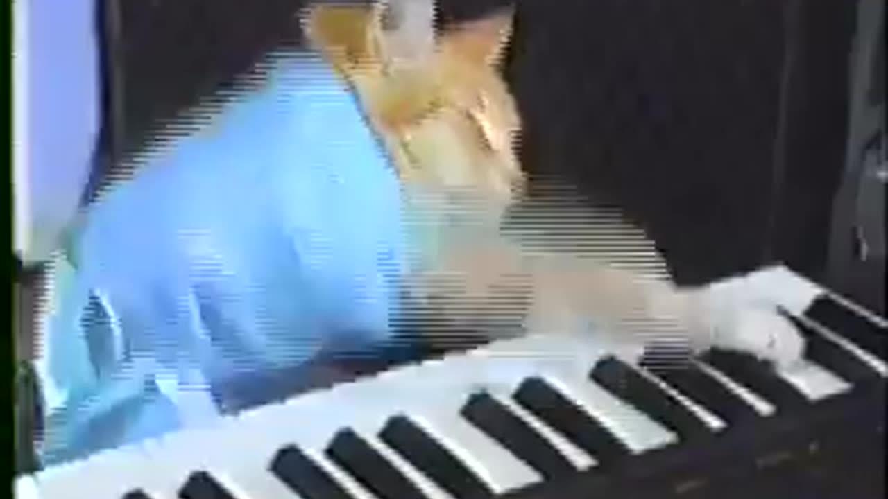 The Keyboard Cat