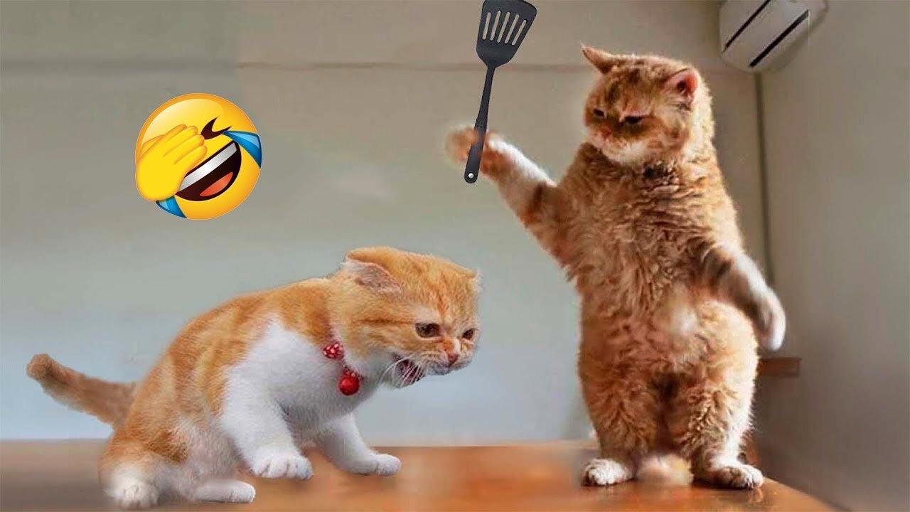Funniest Animals 2023 😂 Funny Cats and Dogs Videos 😺🐶