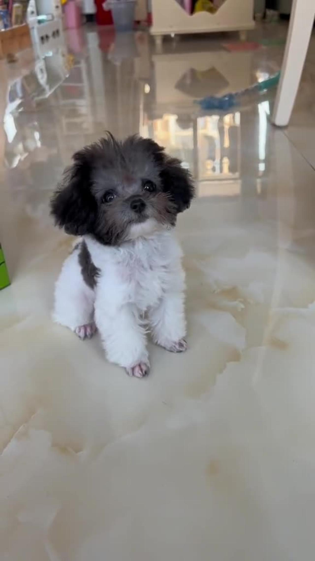 Adorable Puppy With Brown Head And White Body
