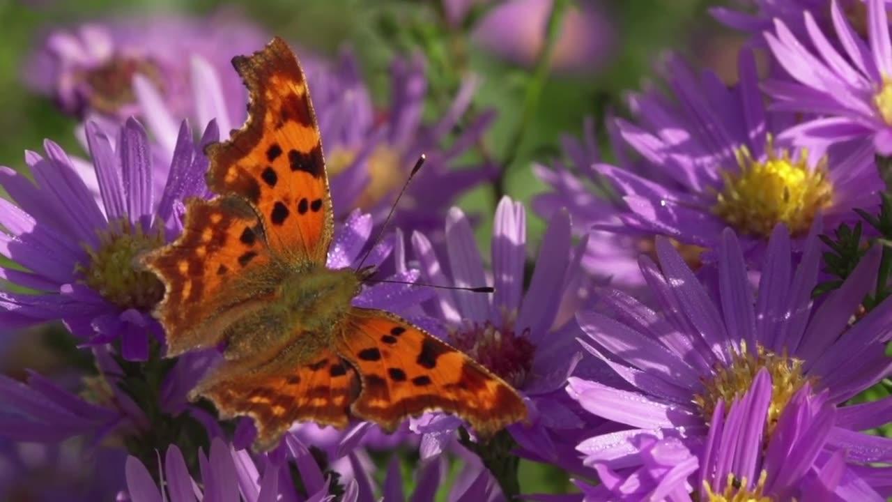 Butterflies & Flowers 🦋🌼 ~ Amazing Nature Scenery & The Best Relax Music  2023