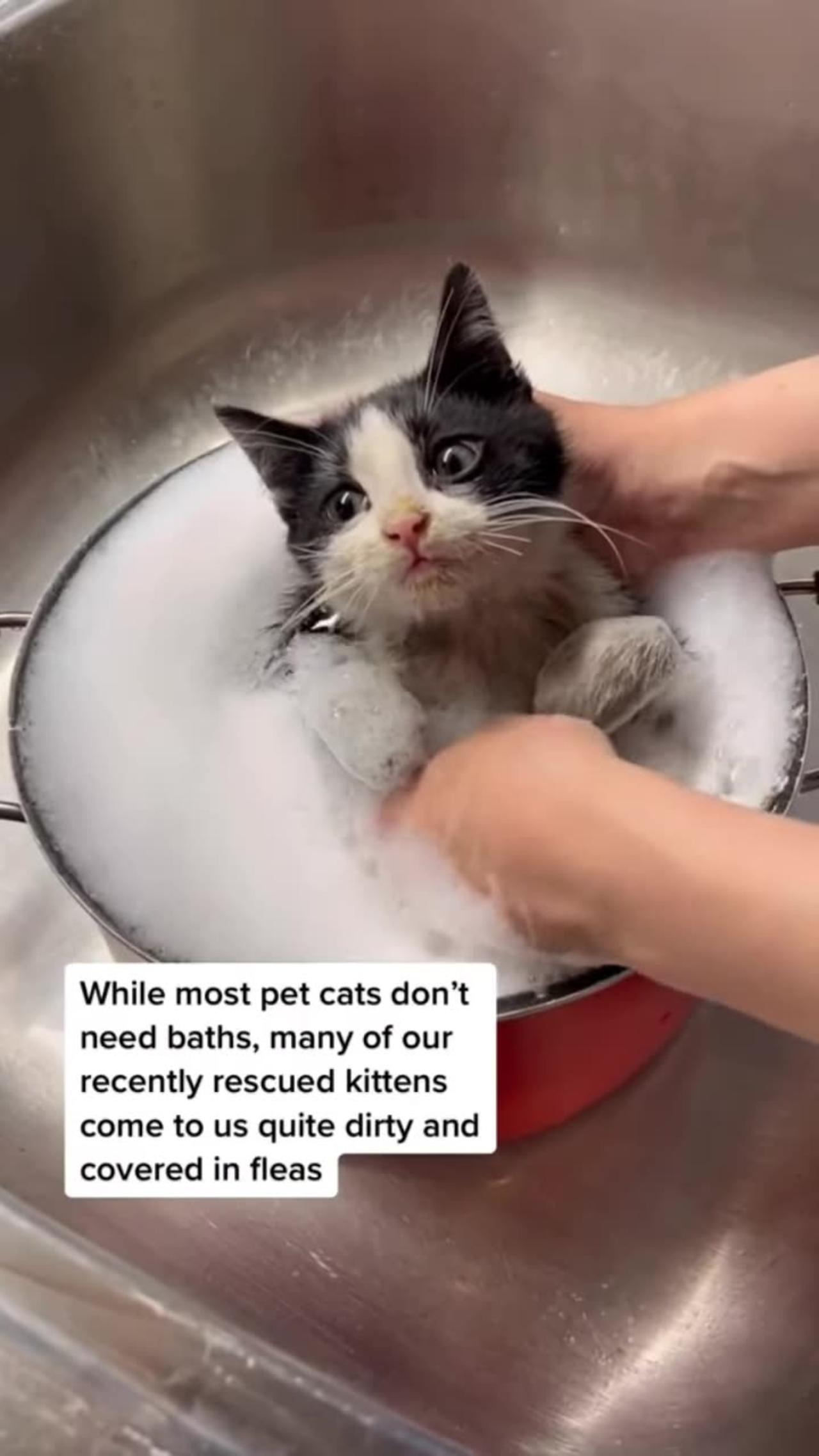 Cute Kitten Bath Time #shorts #cat #kitten #funny #bathtub #viral