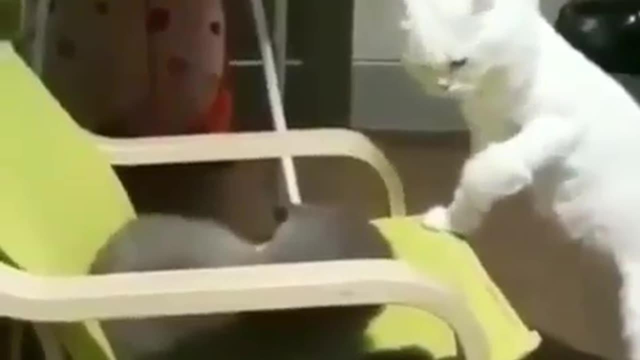 Cats are fighting hard disassembly jokes about one news page video