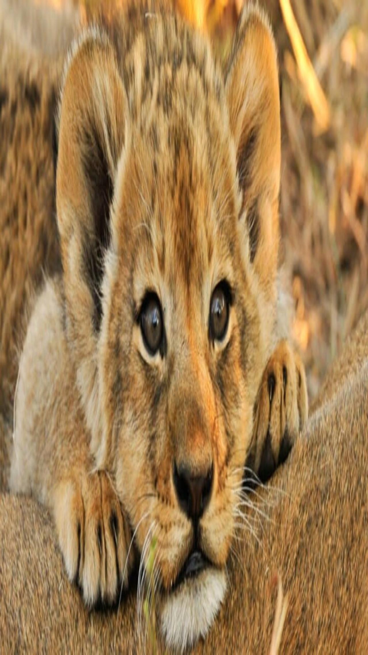 Cute baby lion