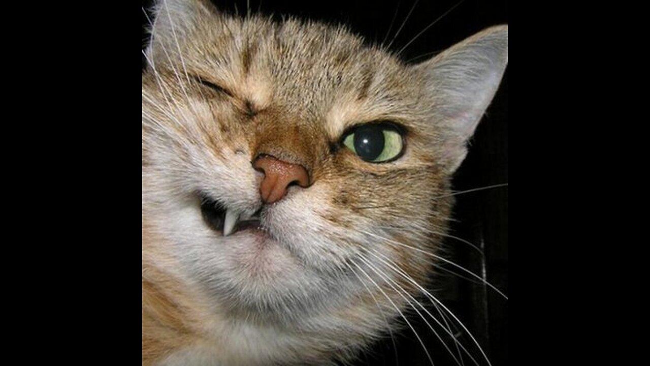 Funniest Cats And Dogs Videos 1 One News Page Video