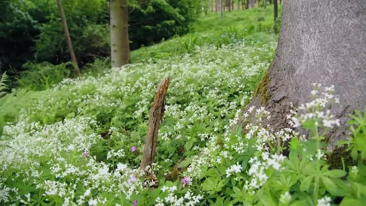 Calming music for nerves 🌿 Relaxing music for stress relief, Relaxation