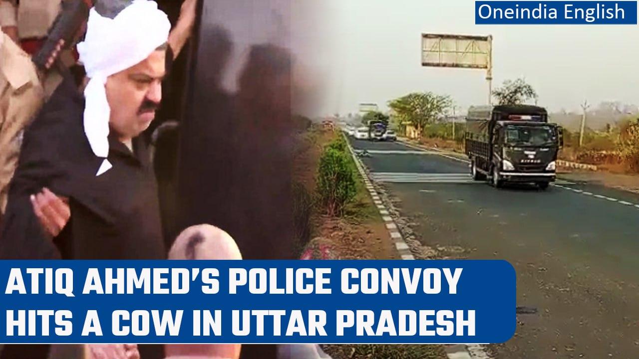 Atiq Ahmed’s police convoy hits a cow in Uttar Pradesh, video goes viral | Oneindia News