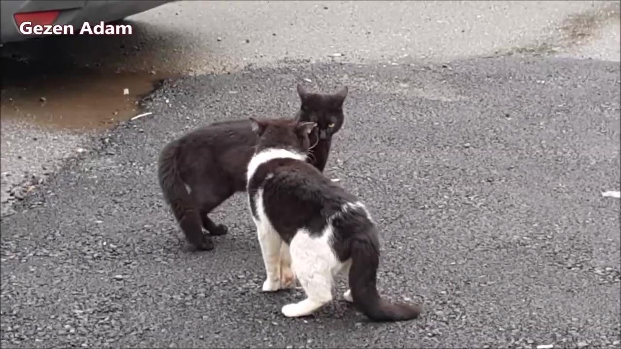 Street Cats meowing and talking - very loudly - One News Page VIDEO - Cat Meowing Loudly In A Busy City