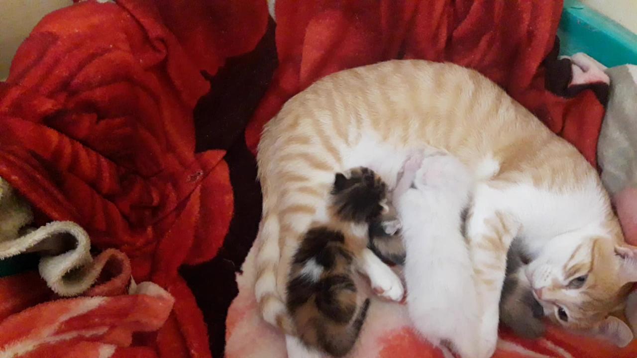 mother cat and her kittens One News Page VIDEO