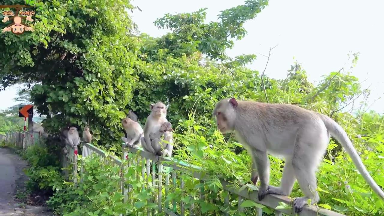 4k Quality Anim Footage -Monkeys Beautiful Scenes Episode 14 | Viral Monkey