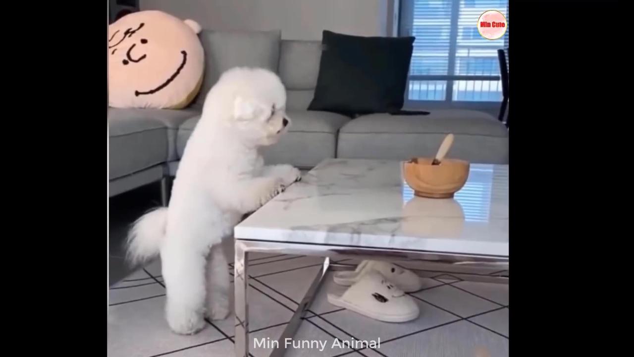 Funniest Animal Videos ! Funny Dog and Cat moments