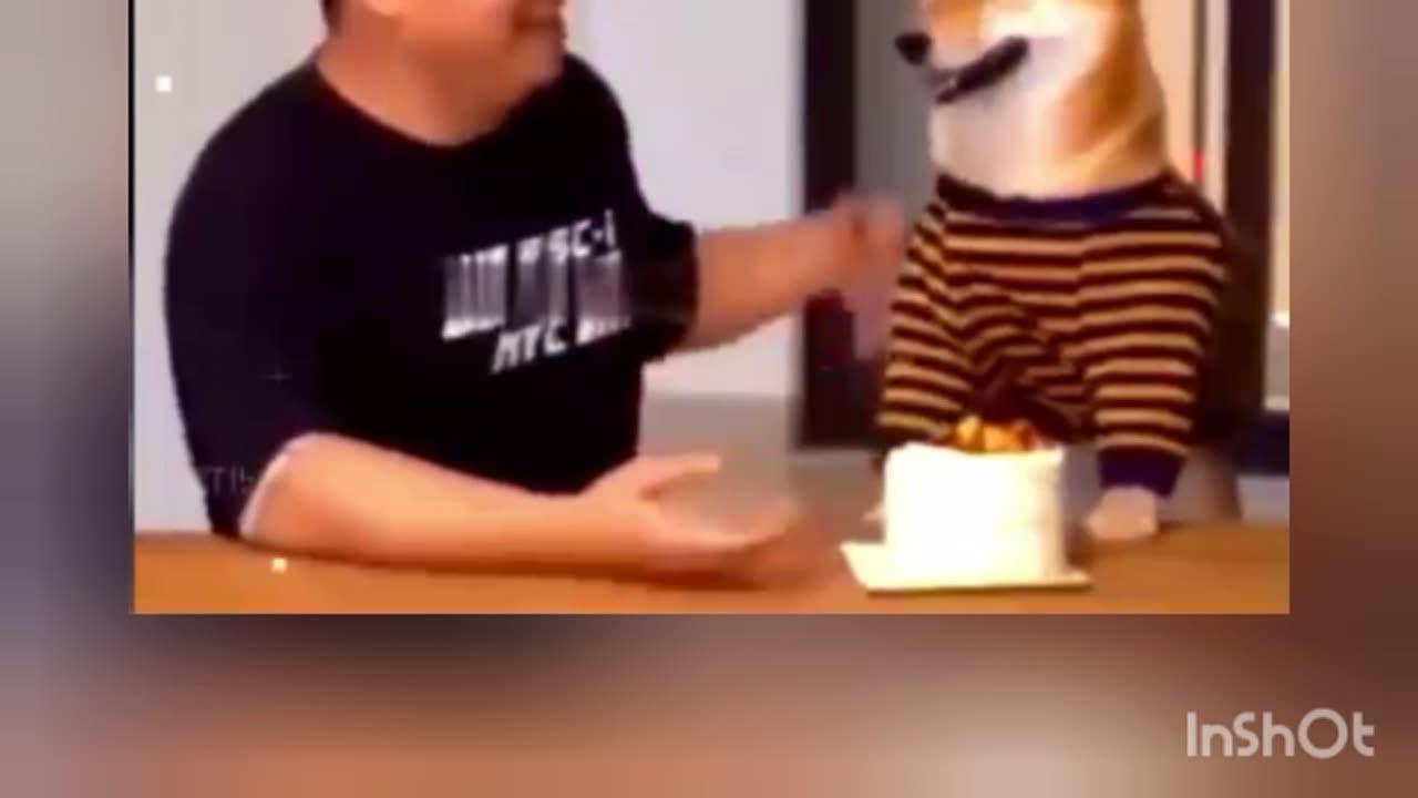 Full enjoy cat 🐈😺 and man 😂 funny video you must watch this ☺️🤣