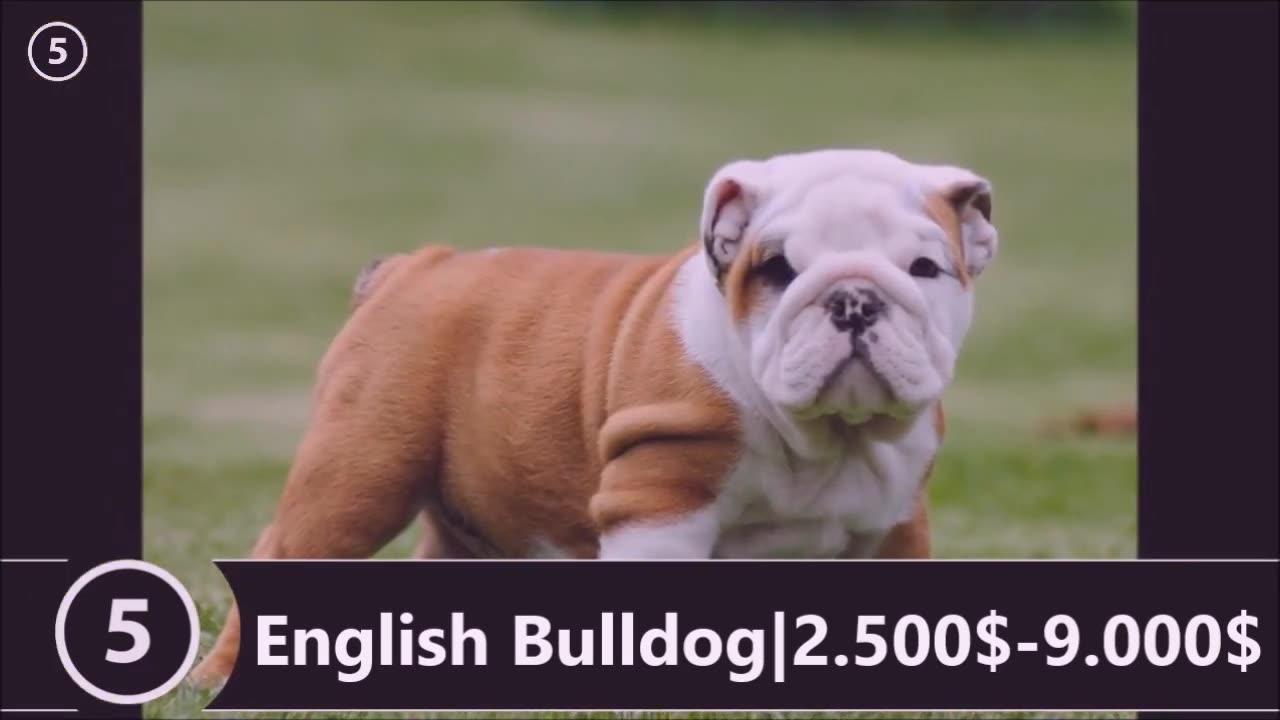 The Most Expensive Dogs One News Page VIDEO