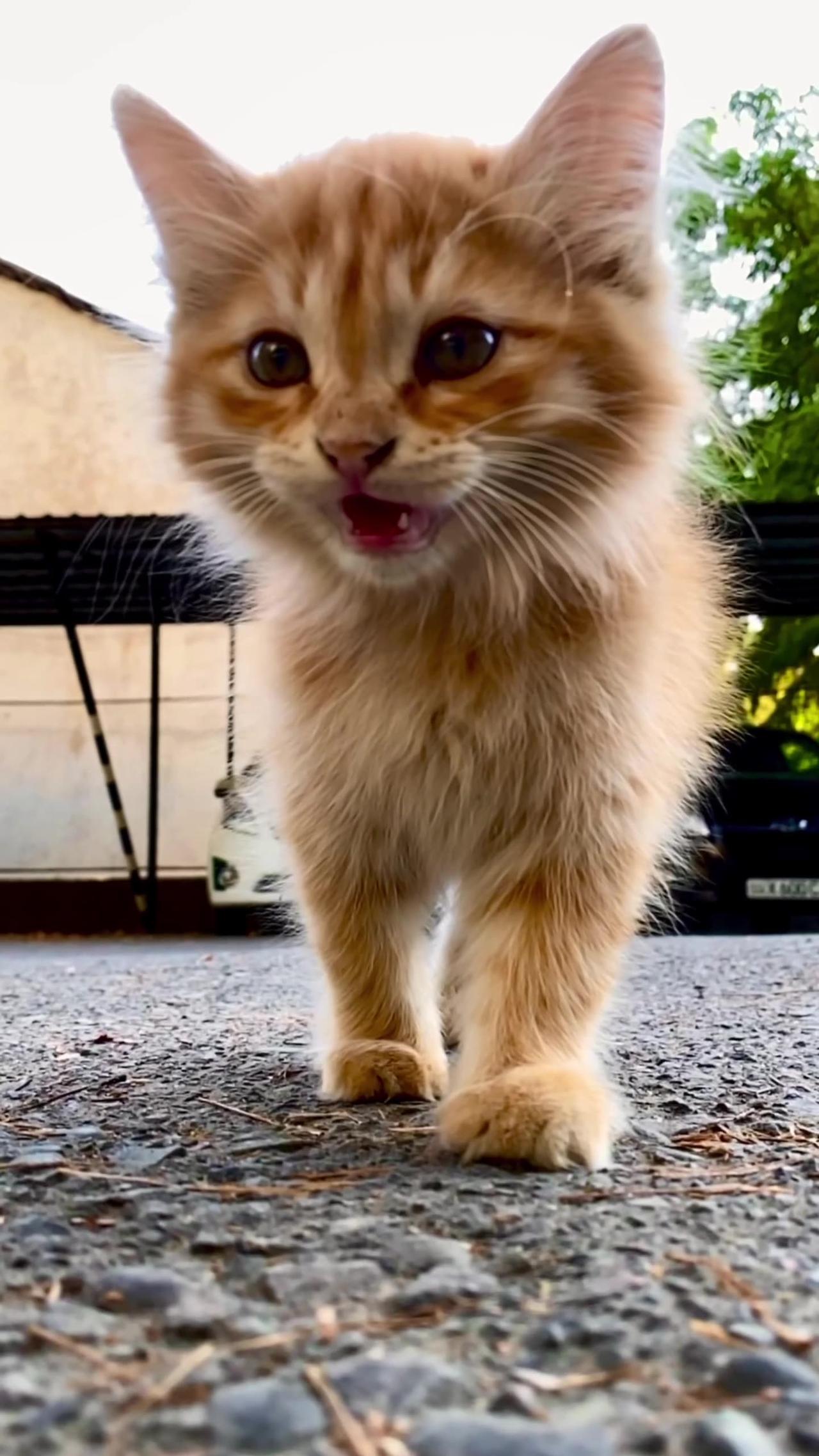 Orange tabby One News Page VIDEO