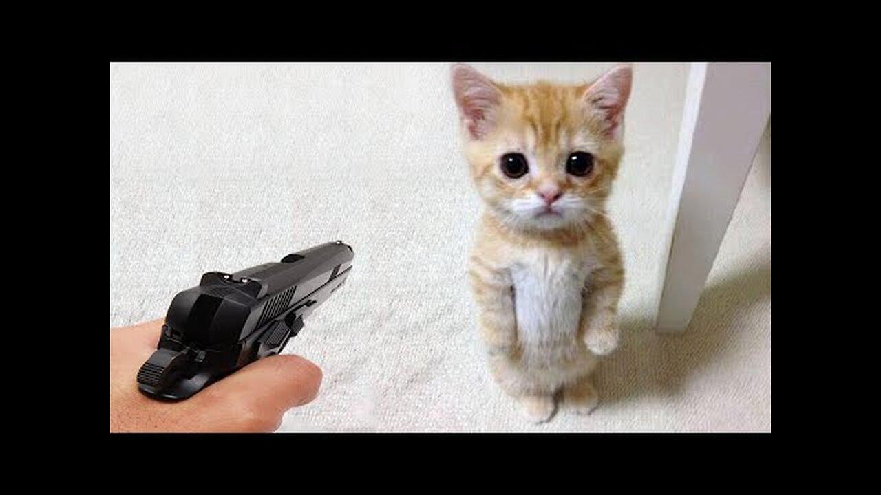Funniest Animals 2023 😂 Funny Dogs and Cats Videos 😺🐶