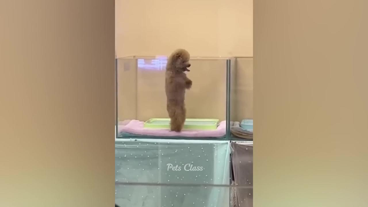 Funny animal video cute pet's