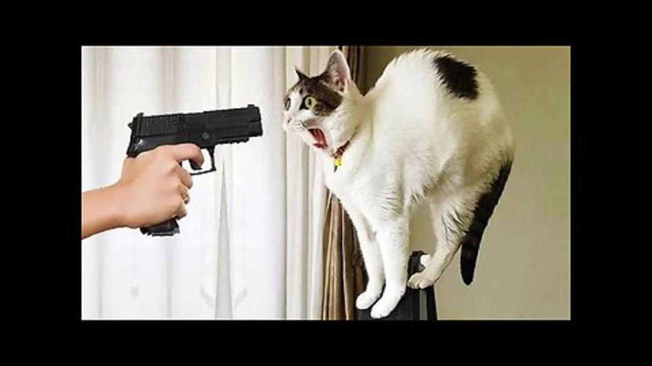 Funny Dog And Cat 😍🐶😻 Funniest Animal