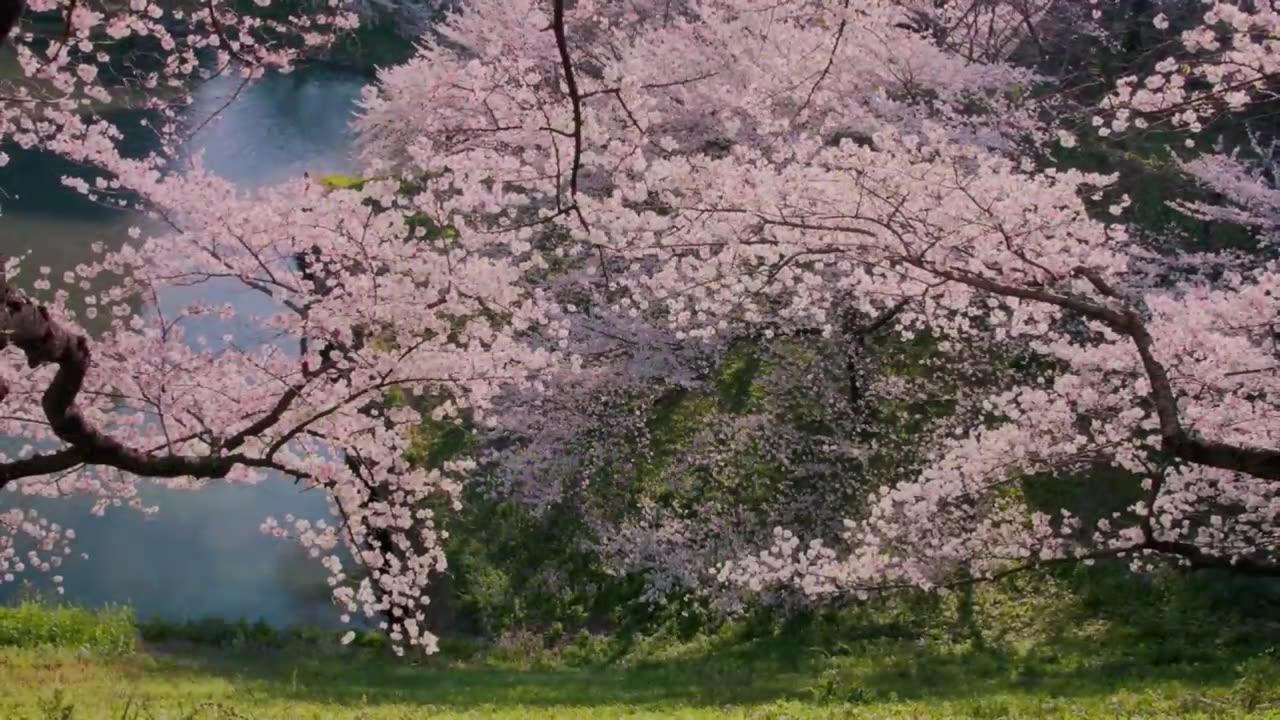 Relaxing Piano Music: Romantic Music, Beautiful Relaxing Music, Sleep Music, Stress Relief ★122