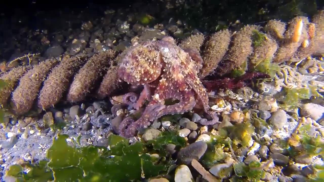 octopus under the sea - One News Page VIDEO