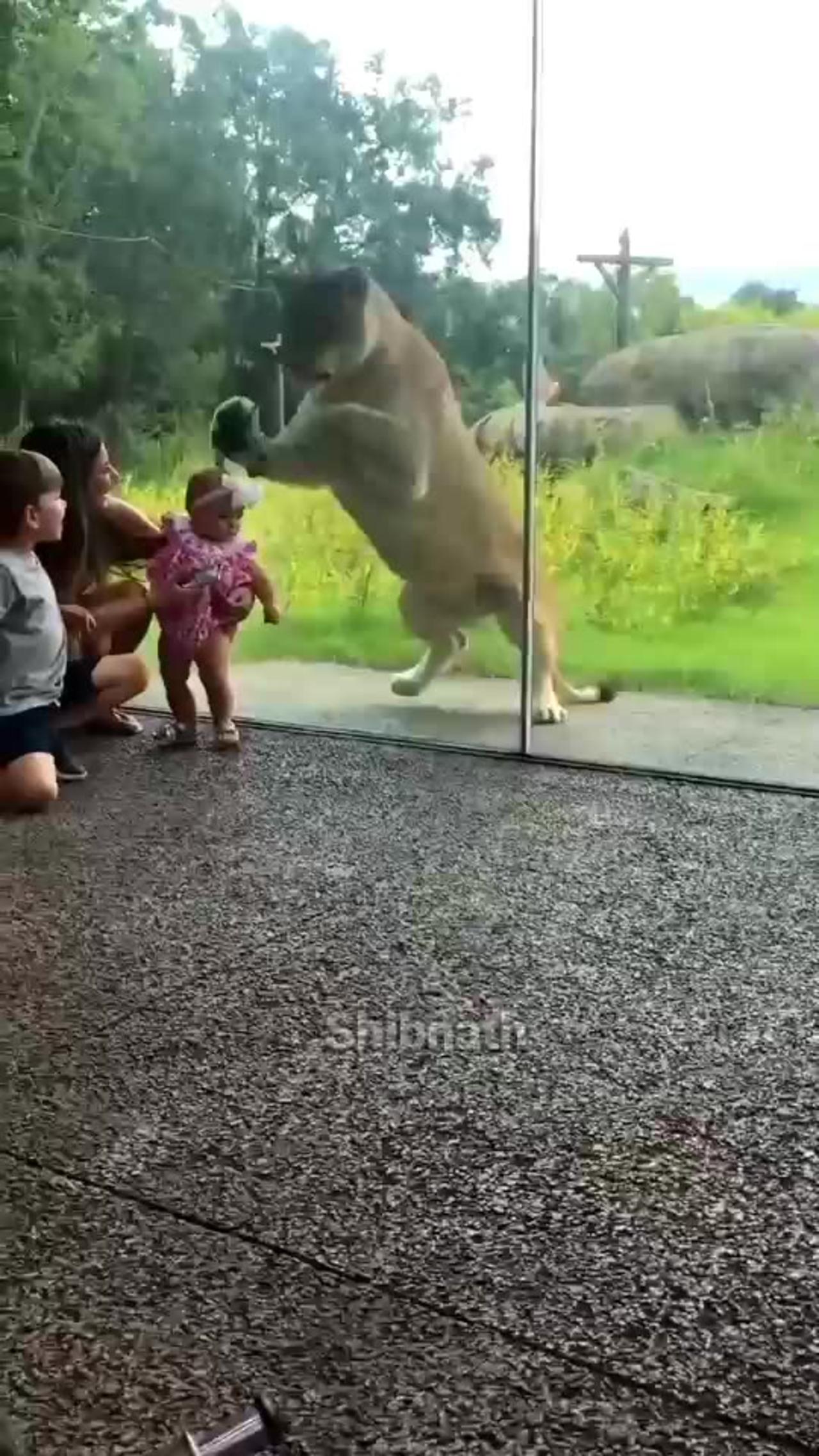 #The lion could not catch the baby for the gluss
