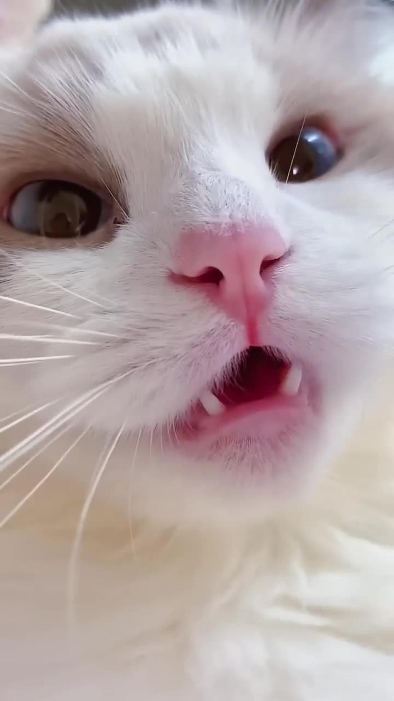 Cute cat funny meow