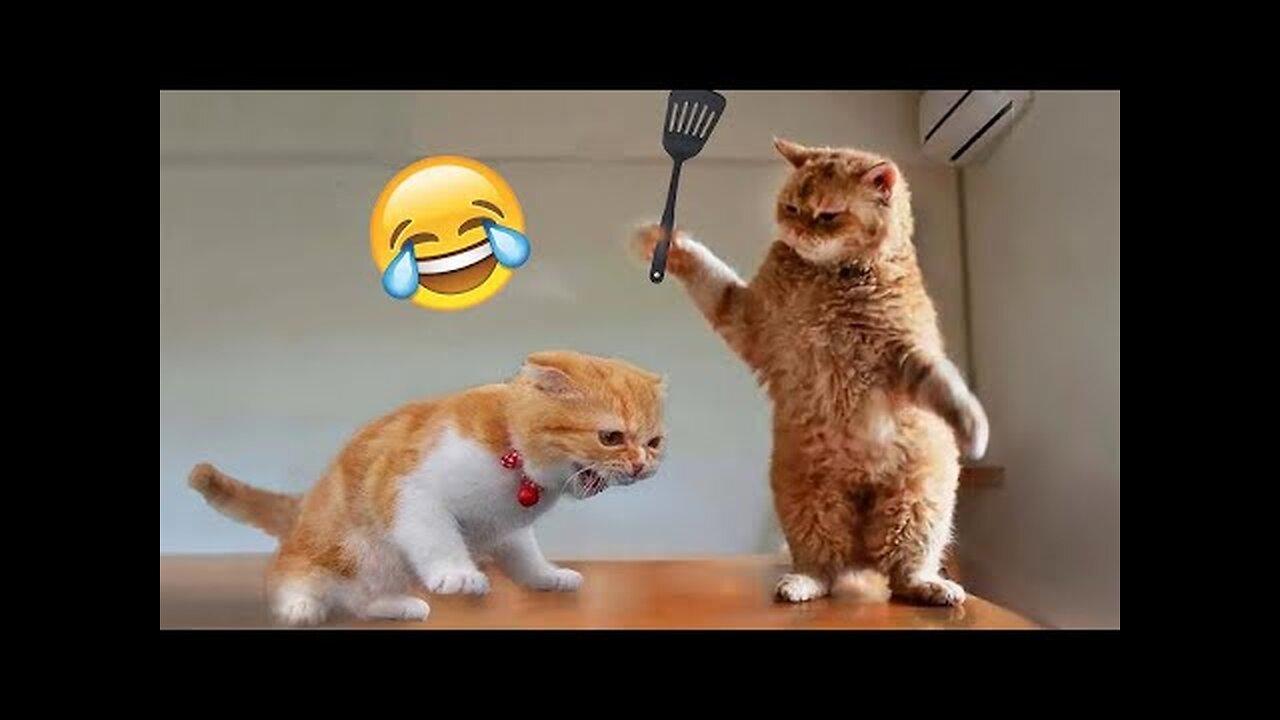 Funny Animal Videos 😂 - Funniest Cats And Dogs Video 😺😍