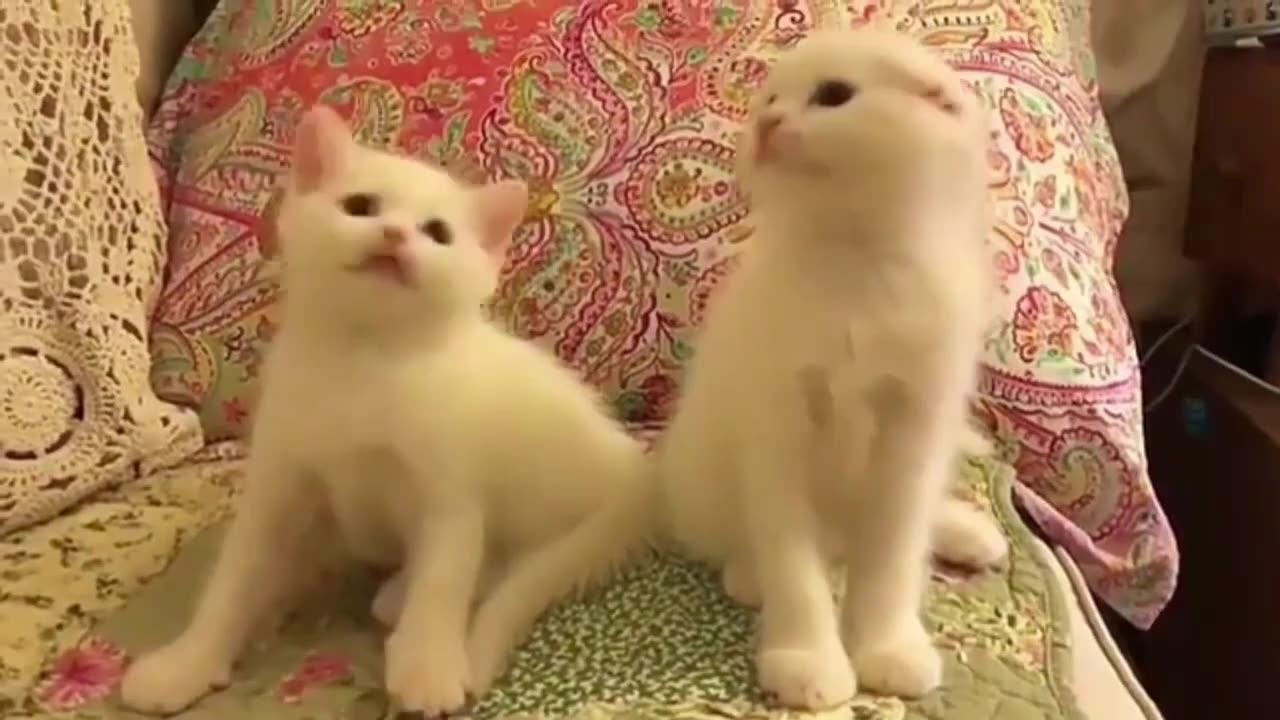 Best funny cat videos 1