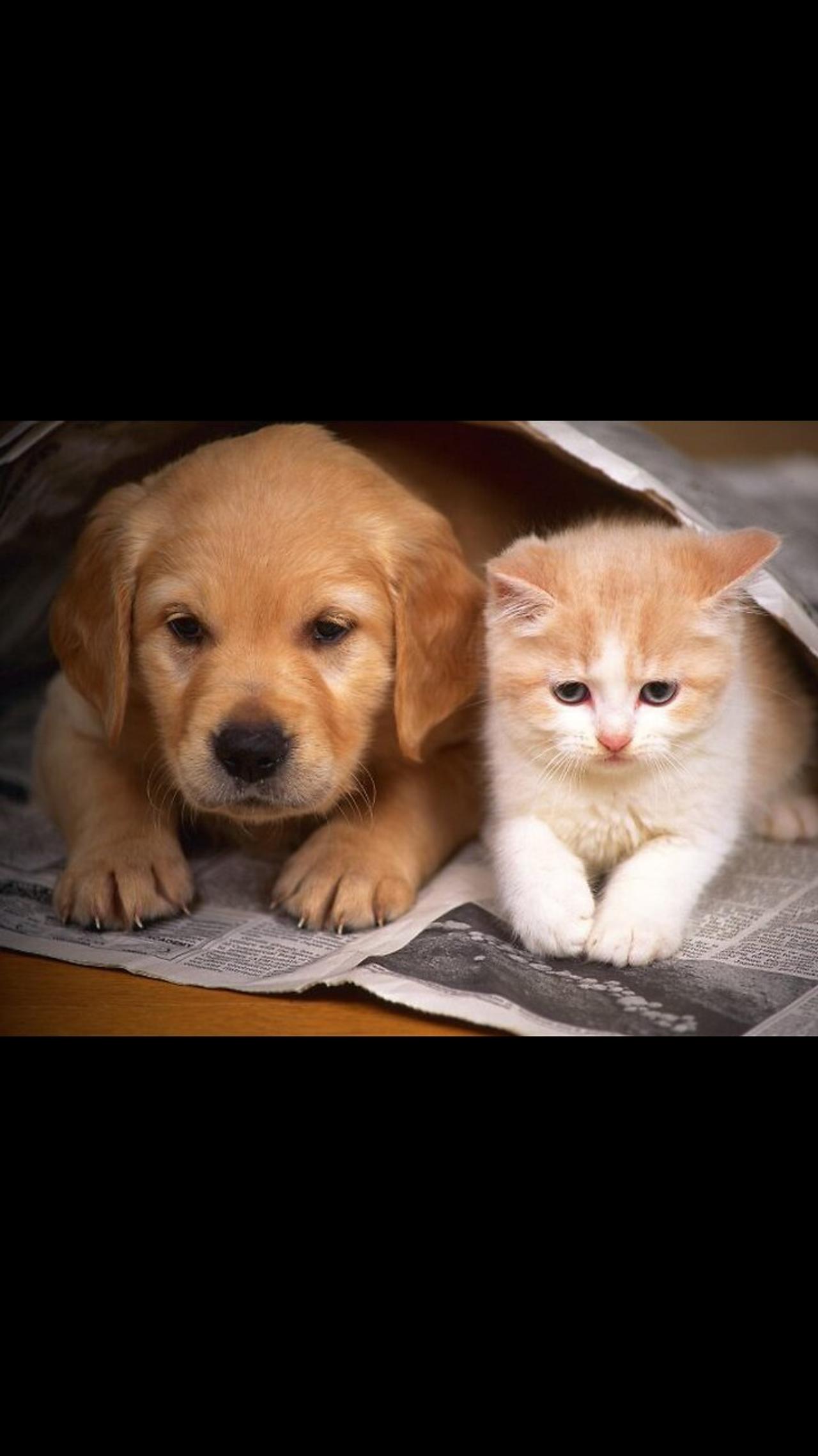 Baby Animals Funny Cats and Dogs Videos Compilation.