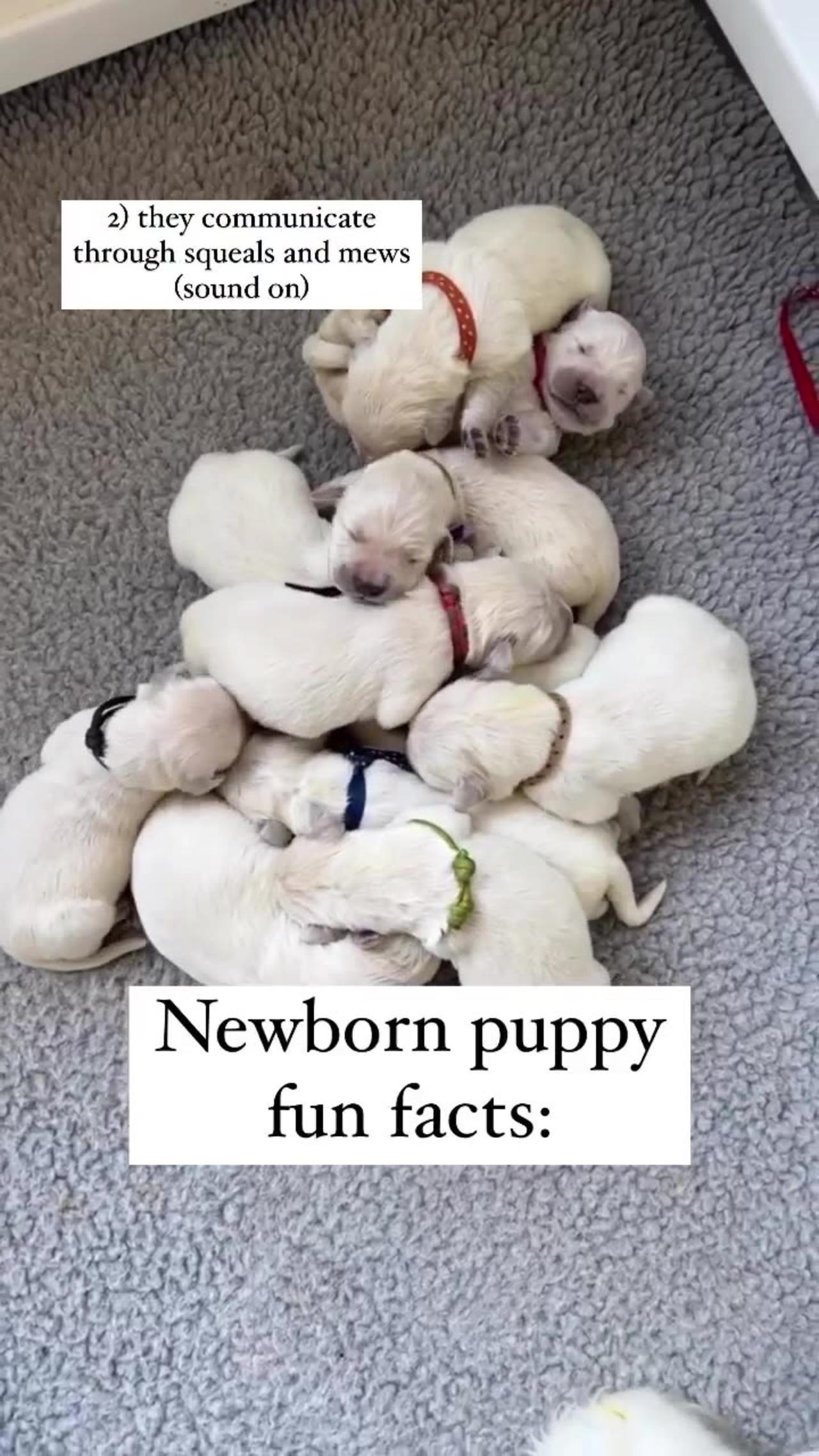 Newborn Puppy Fun Facts! - One News Page VIDEO