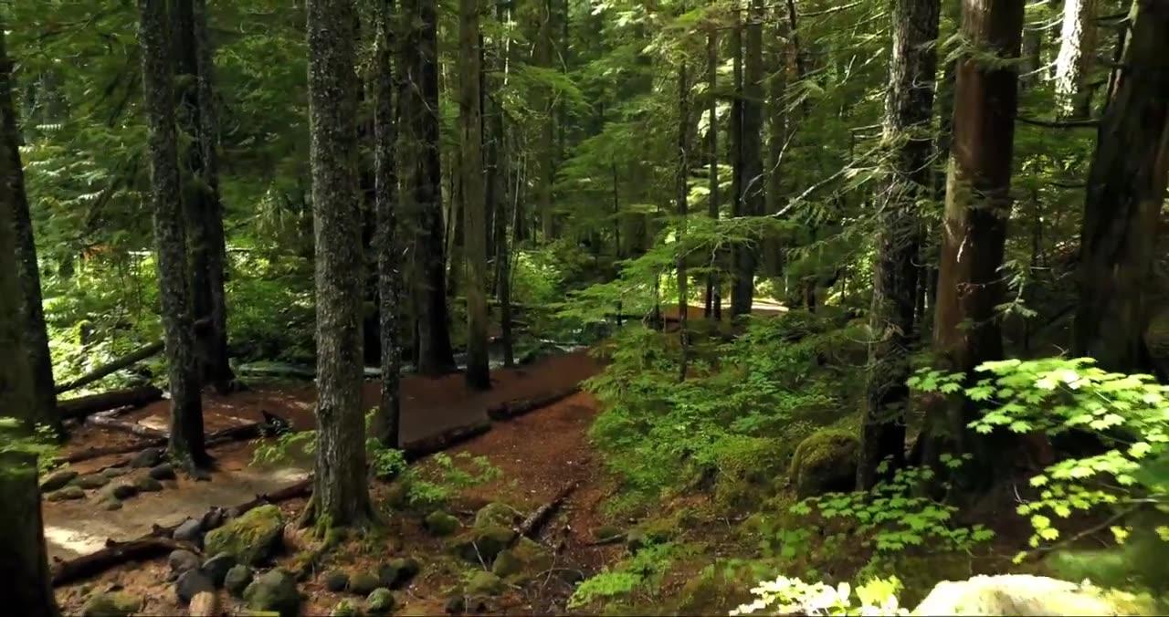 Forest Music, Sleeping Music, Meditation Music