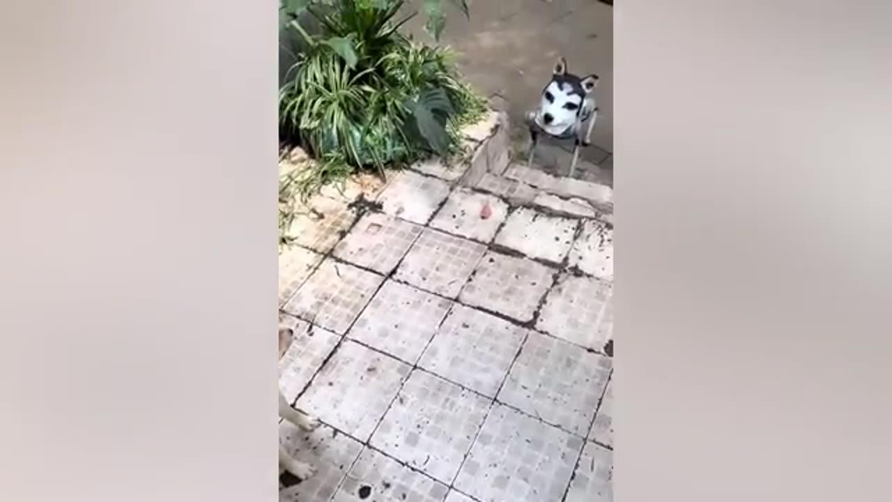 Funniest Animals ever 🤣🤣 you can't stop your 😂