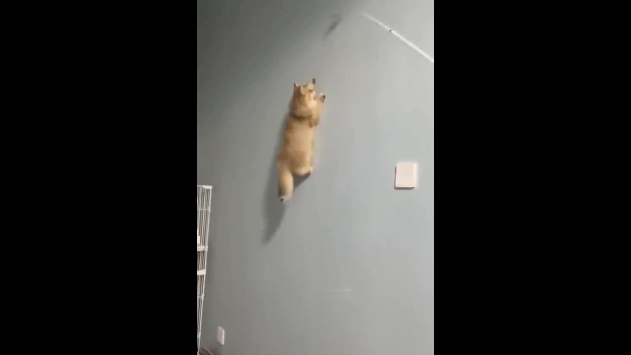 Cat climbing on wall One News Page VIDEO