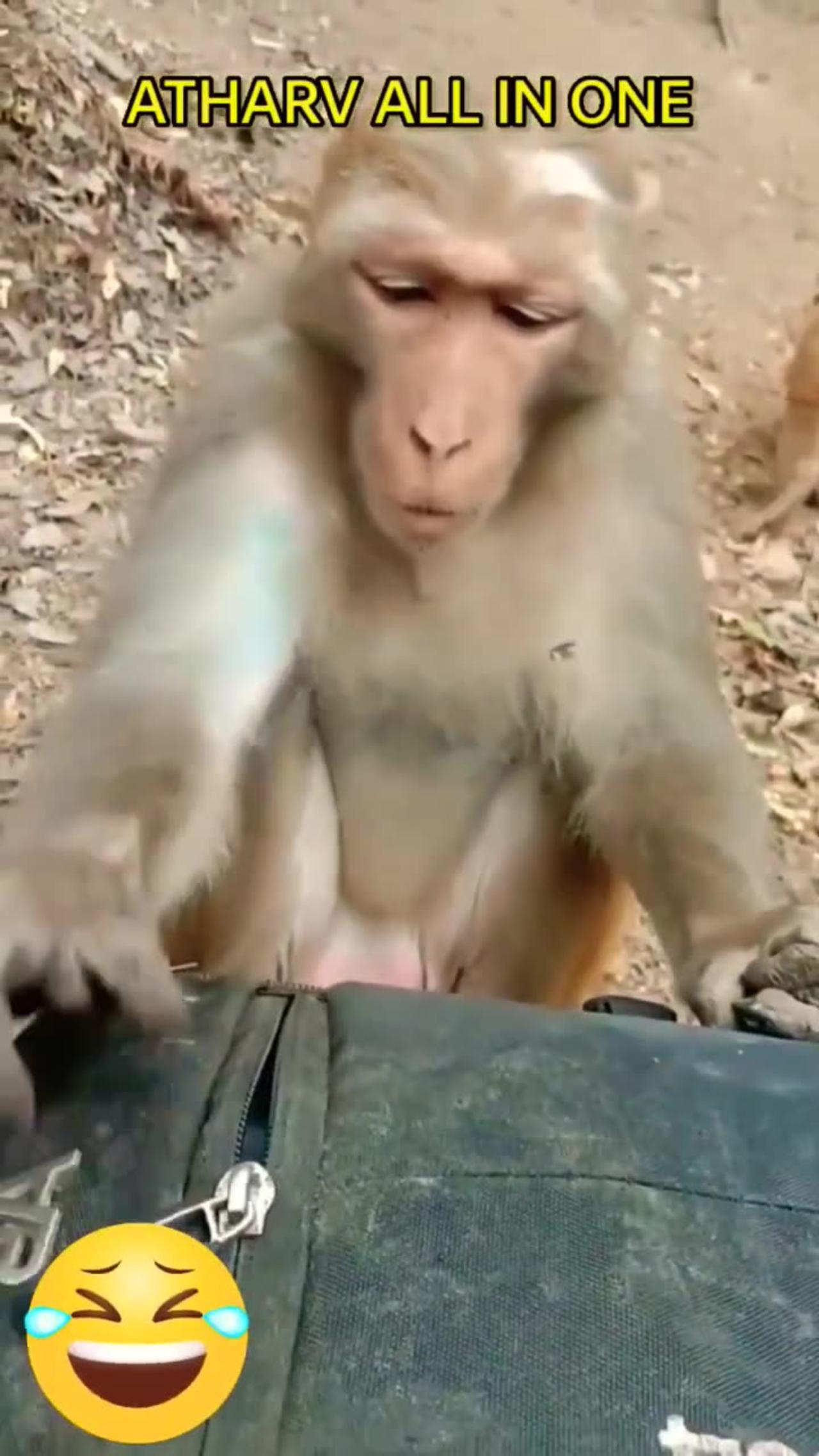 #shorts Funny Animals Videos, Funny Animals Shorts #funnyanimalvideos #monkeyvideo