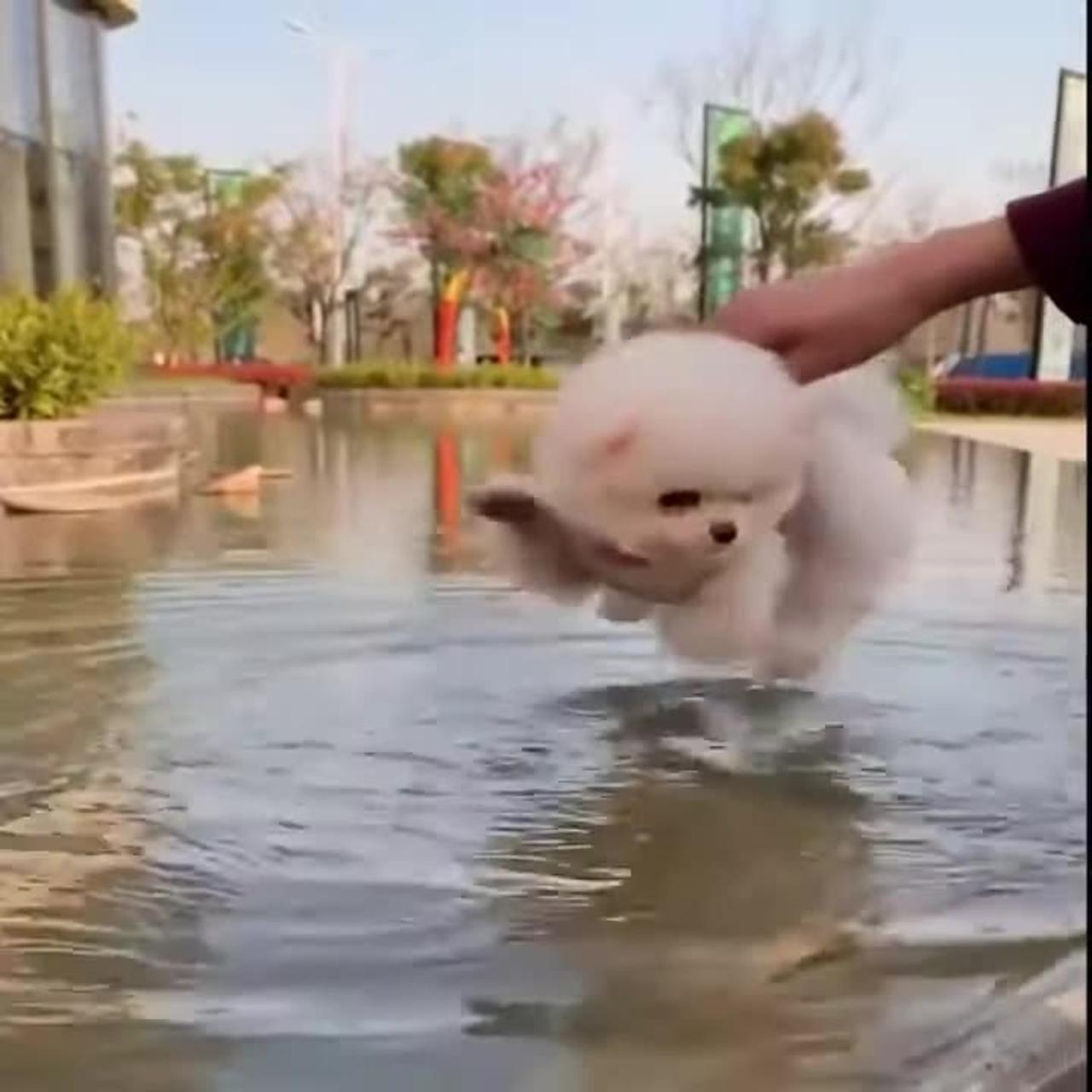 Cute Puppy Swimming?