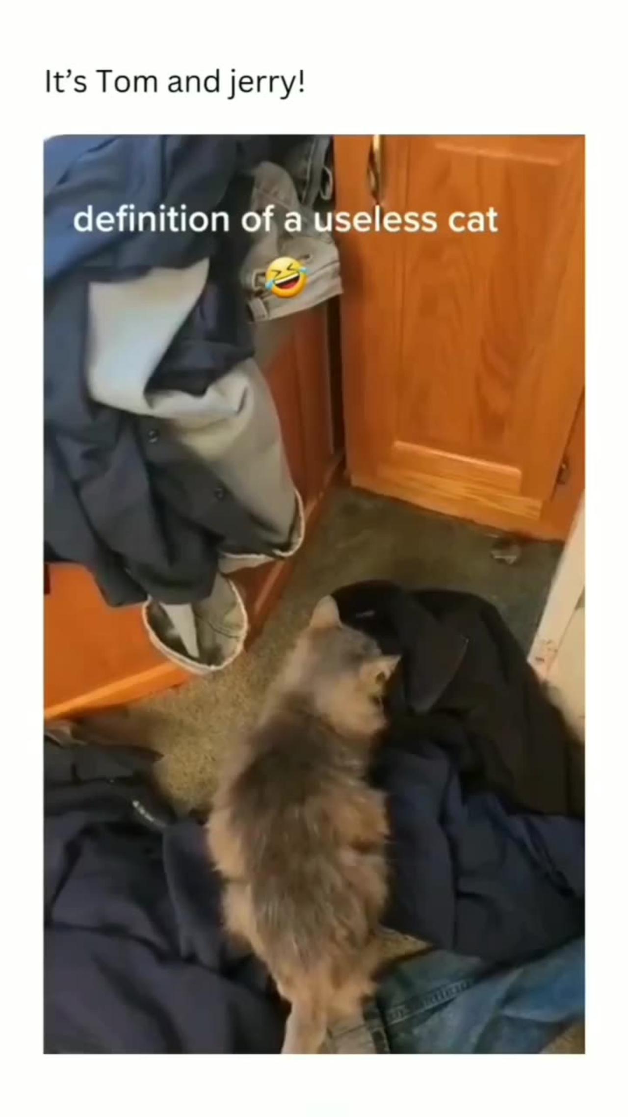 definition of useless cat One News Page VIDEO