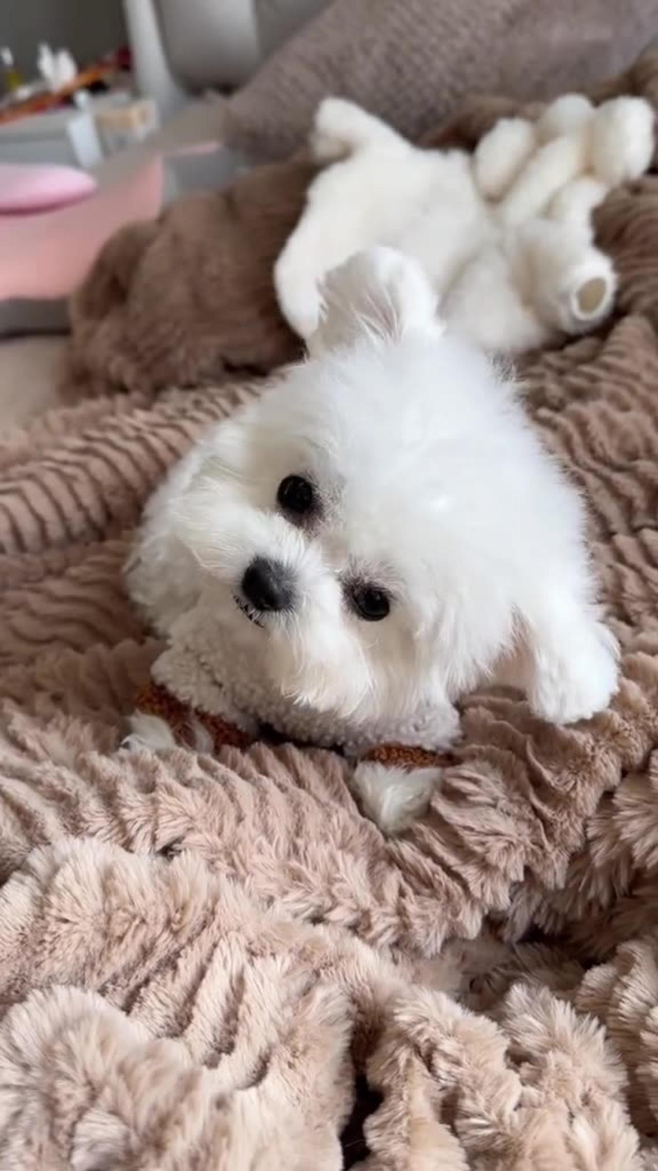 An Adorable Cute Puppy to Brighten Up Your Day