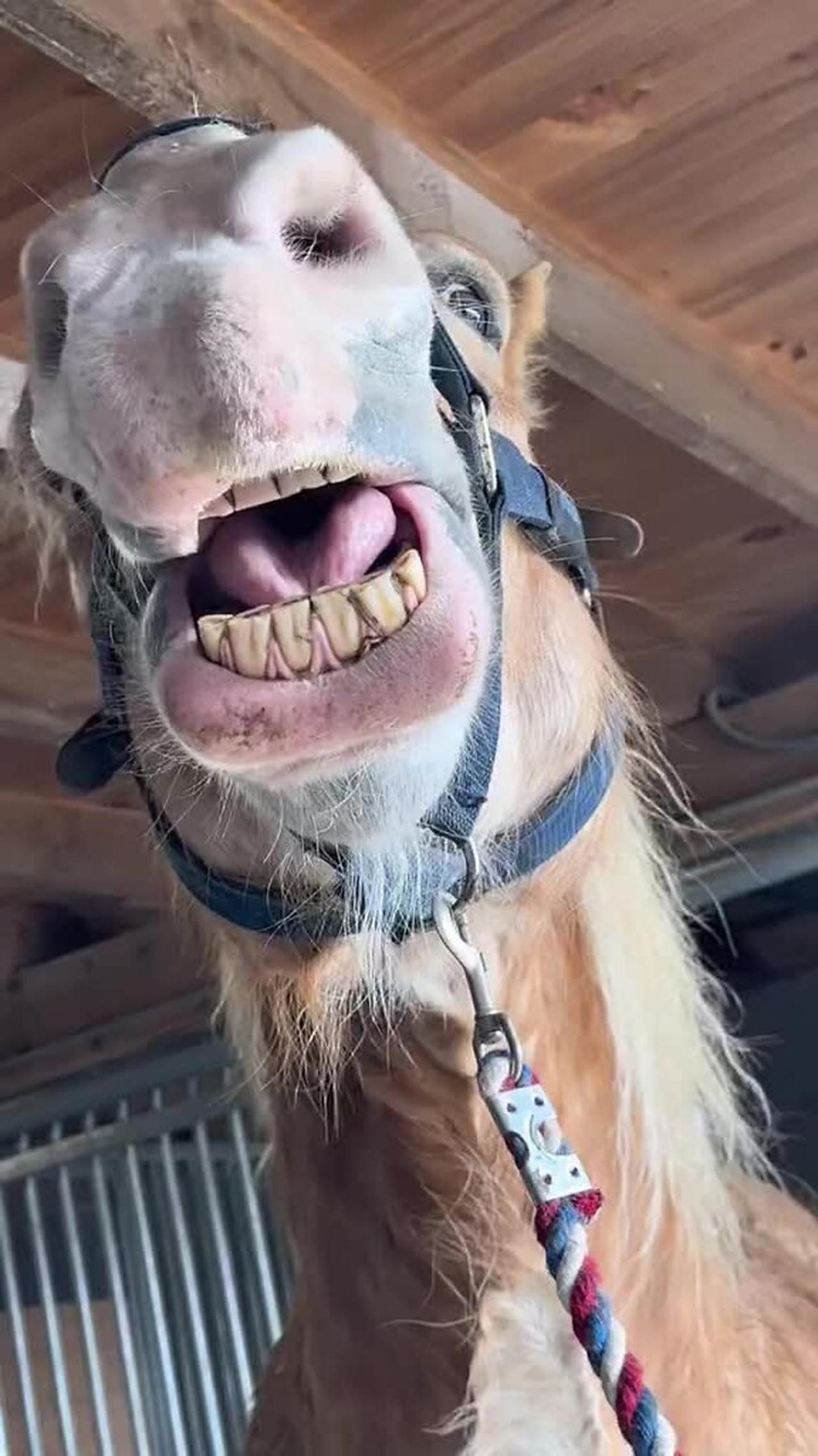 Rescued draft horse is loving some belly scratches!.mp4
