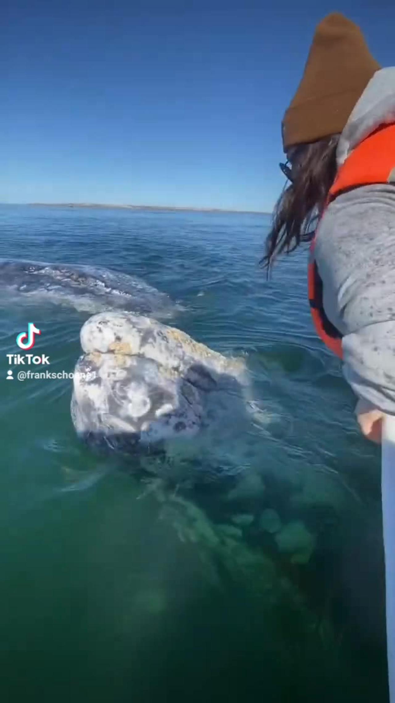 Gray whales meets human - One News Page VIDEO