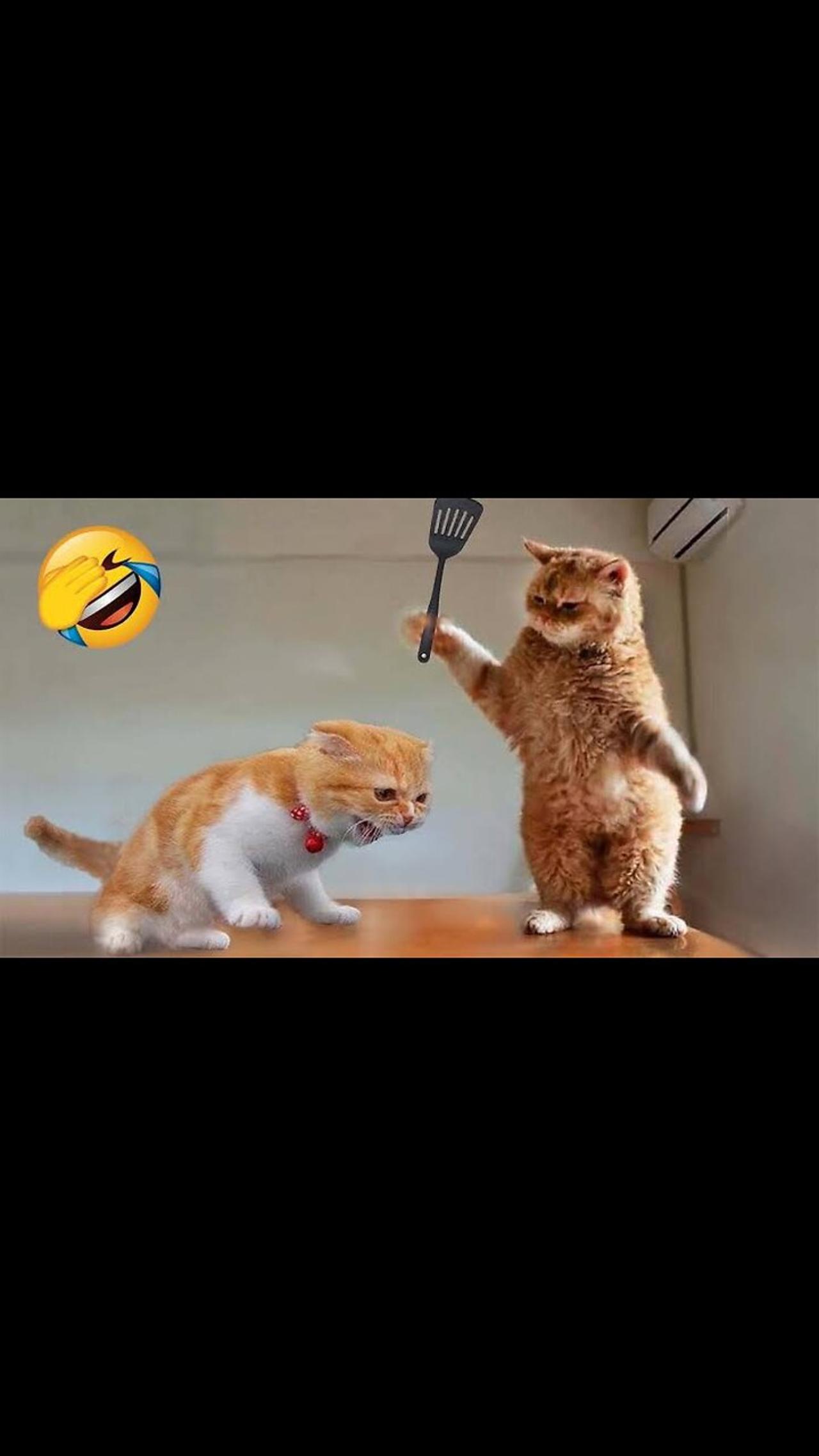Cat Vs Dog Funny video 🤣 funny animal video 😂