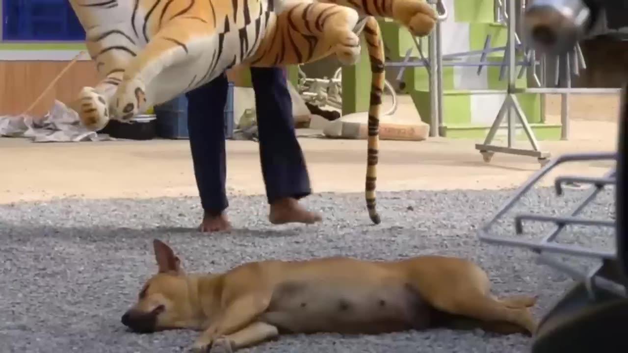 Troll prank dog funny & fake lion and fake tiger prank to dog & hugebox pranke to dog