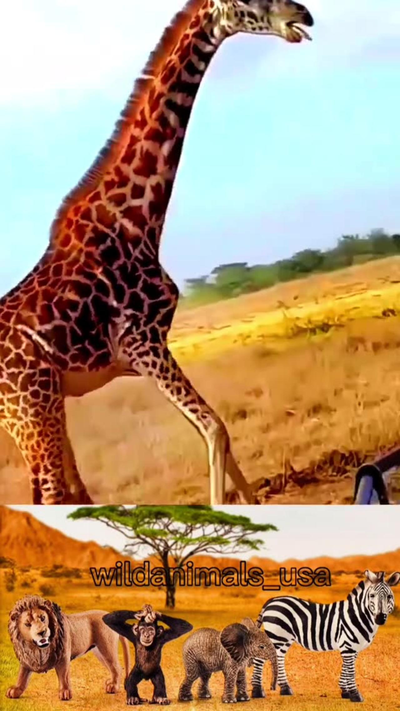 A baby giraffe was attacked by a lion